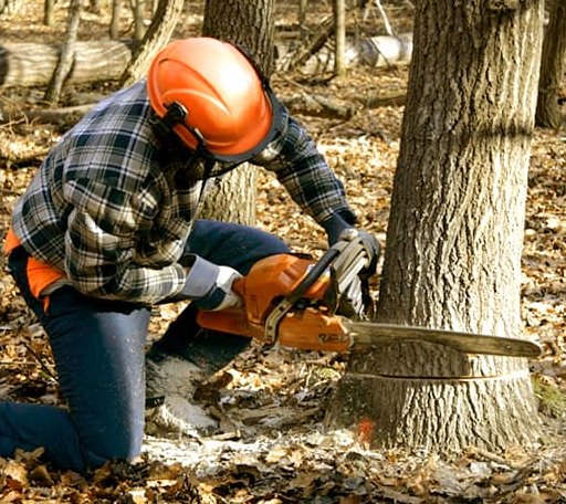 Tree Removal in Maxwelton, WV